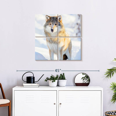 Brampt Winter Gray Wolf