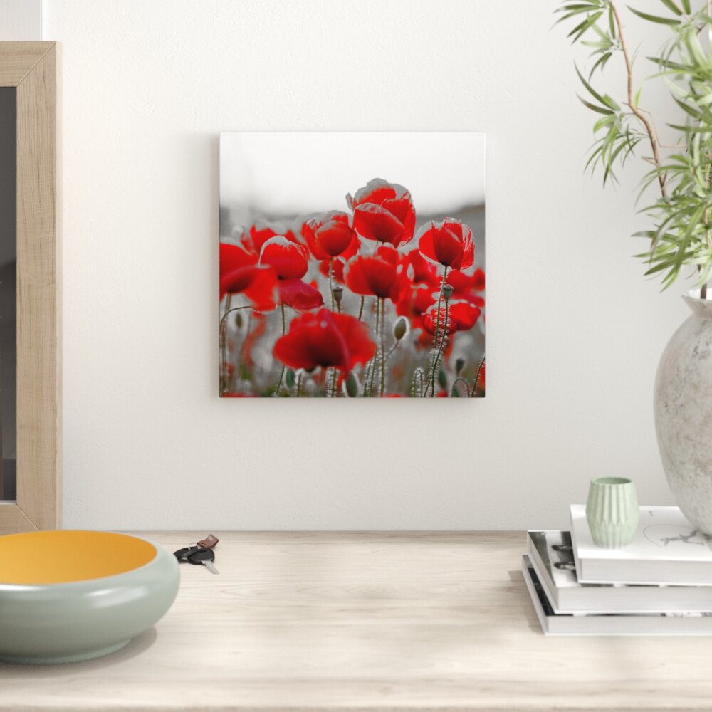 Leinwandbild Feuriger Mohn