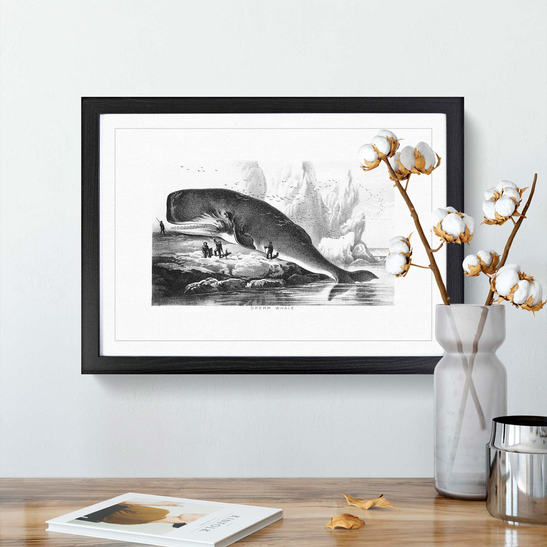 Hunted Sperm Whale by John Karst - Framed Print