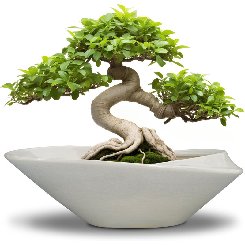 12" Bonsai Ceramic Planter Pot