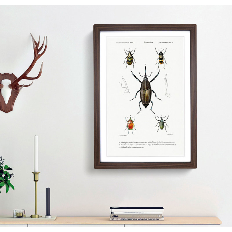 Weevil Beetle Illustrations by Charles DOrbigny - Framed Print, 65cm H x 48cm W x 2cm D, Walnut Framed