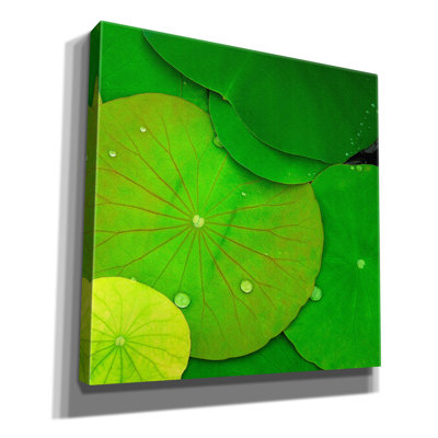 " Water Lily " by PhotoINC Studio