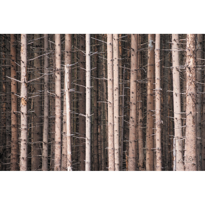 «Prickly On Canvas» par Martin Podt, reproduction, H 12 po x l 18 po x P 1,25 po