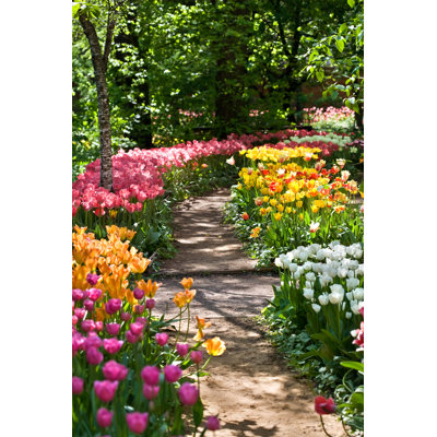 Path In A Garden Among Tulips - Wrapped Canvas Print
