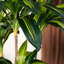 Faux arbre 54 po Dracaena Fragrans