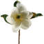 Magnolia Stem