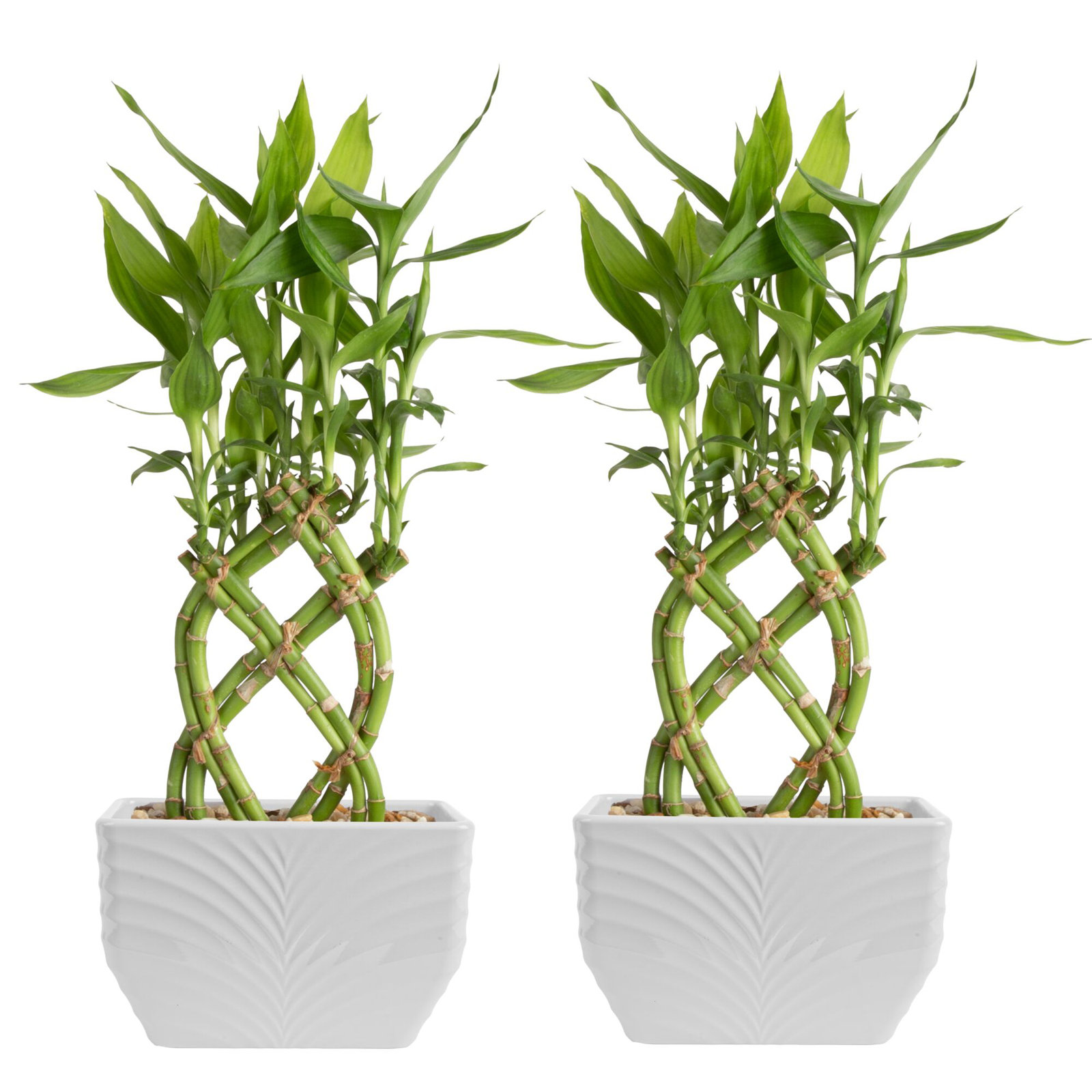 Costa Farms Lucky Bamboo Live House Plants