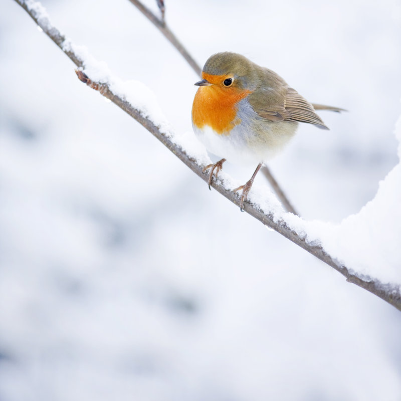 Robin (Erithacus Rubecula) by Andrew_Howe - Wrapped Canvas Print, 51cm H x 51cm W x 3.8cm D