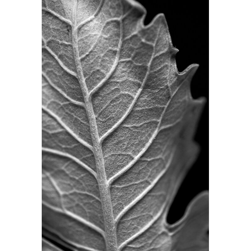 Striking Leaf II by Renée W. Stramel - Wrapped Canvas Print, 76cm H x 51cm W