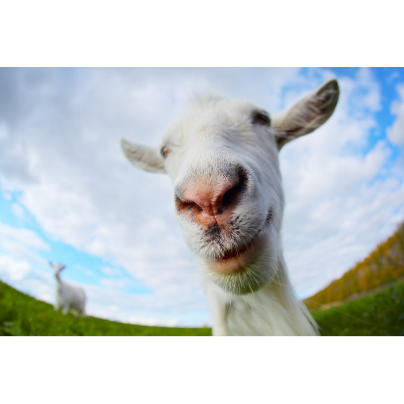 Goats by Mihtiander - Wrapped Canvas Print, 30cm H x 46cm W