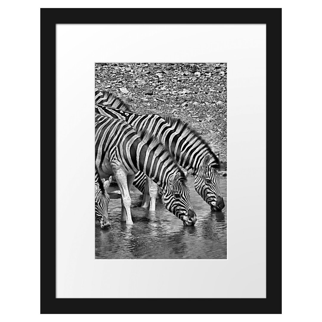 Gerahmtes Poster Zebraherde an einem Wasserloch