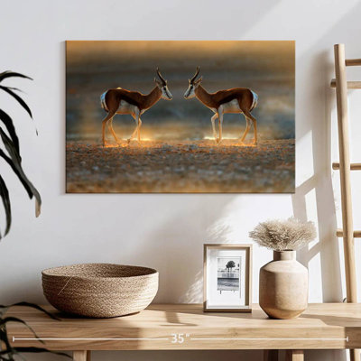 Brampt Springbok Antelopes