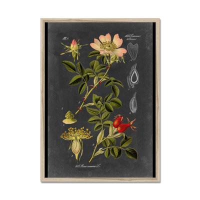 Midnight Botanical I by Vision Studio - Print