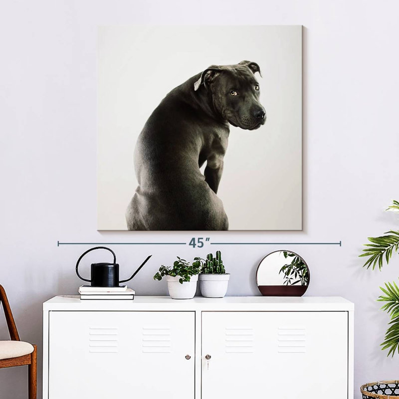 Crowle Shy Pit Bull, 33" H x 33" W