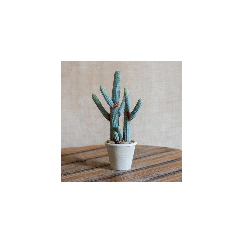 Succulent plante en pot de fleurs