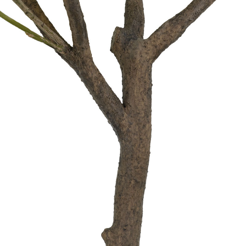 6.5FT OLIVE TREE, POTTED