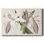 Amaryllis Varietals II-Gallery, toile tendue-1037544193