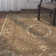 Dalrymple Floral Indoor Rug