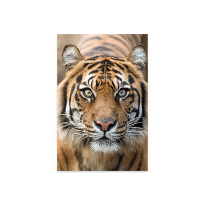 Tigre de Sumatra - Indrah sur plastique / acrylique par David Whelan, peinture