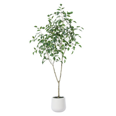 Anasta Ficus Tree in Pot