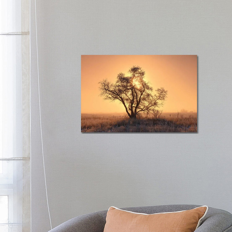 Canada, Saskatchewan. Hoarfrost On Tree At Sunrise. by Jaynes Gallery - Wrapped Canvas Print, 66.04 cm H x 45.72 cm W