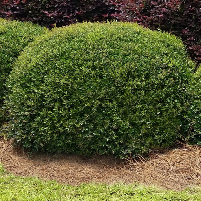 1 gal. Holly Dwarf Yaupon (4-Pack)
