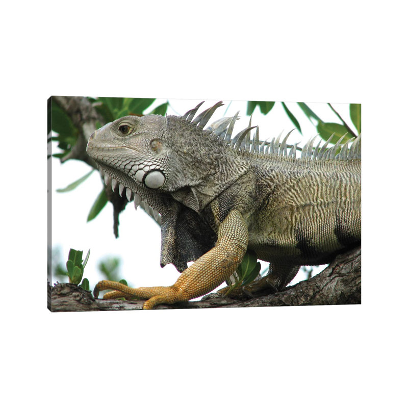 Iguana 1 Piece Wrapped Canvas Wall Art, 30.48cm H x 45.72cm W x 1.91cm D