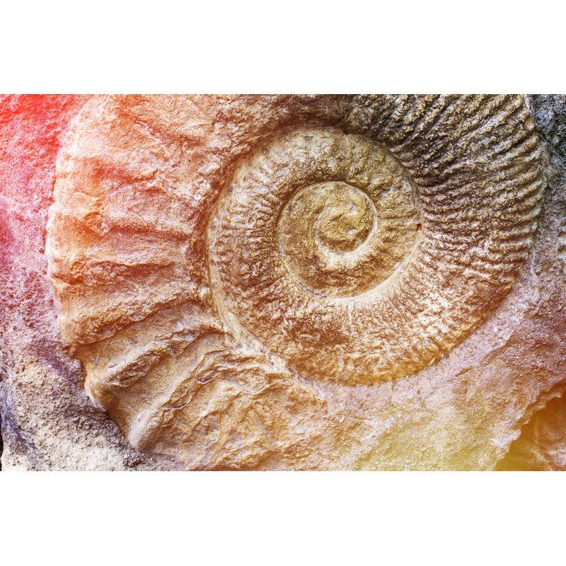 Spiral Of Nature. - Wrapped Canvas Print, 20cm H x 30cm W 