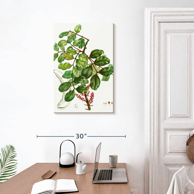 Keiri Carob Tree, 30" H x 20" W