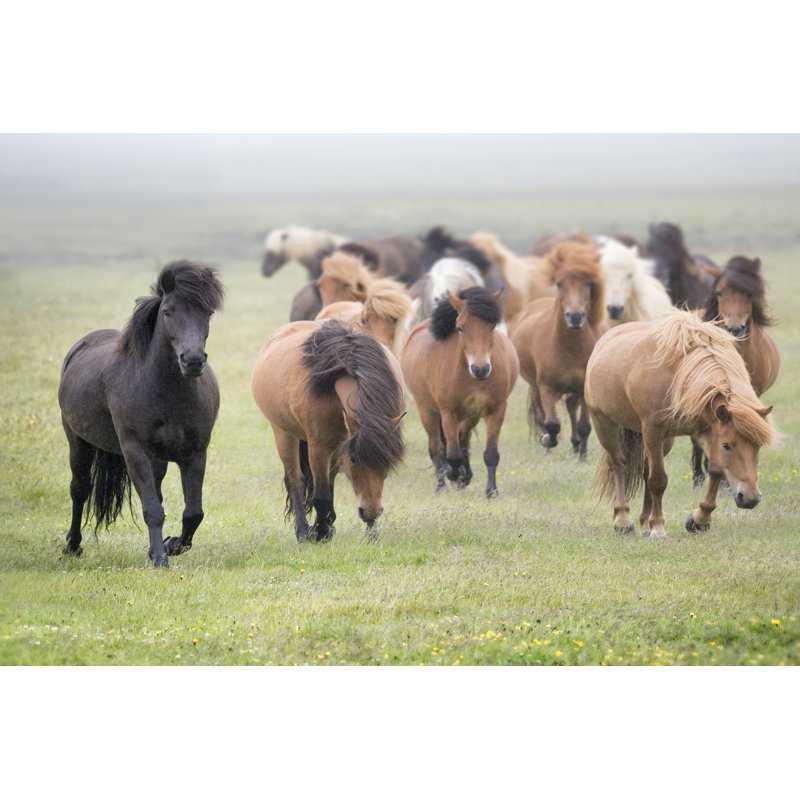 Grassland Horses II, H 24 po x l 36 po x P 1,25 po