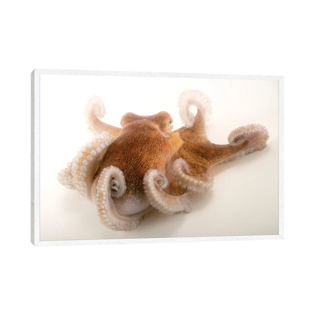 A Common Octopus At Gulf Specimen Marine Lab And Aquarium by Joel Sartore - Gallery-Wrapped Canvas Giclée on Canvas