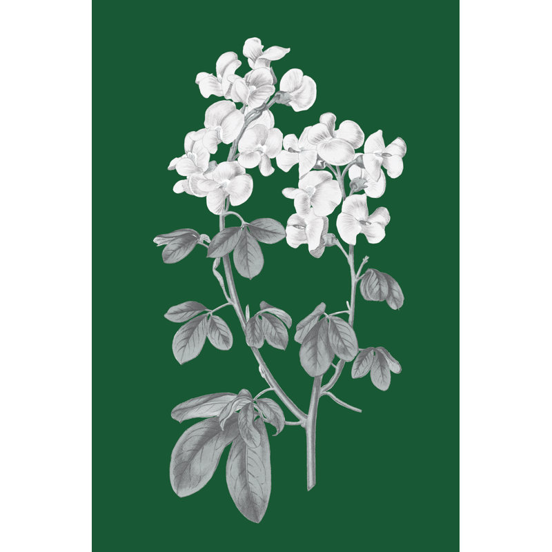 Green Botanical III by Wild Apple Portfolio -  Graphic Art, 46 cm H x 30 cm W, Black Floater Framed