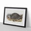 American Badger by J.W. Audubon - Single Picture Frame Painting-55544511-55544516