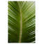 Palmier tropical-126411542-126411543-59121717