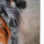 «Blue Merle Australian Shepherd Portrait», impression sur toile tendue Vidur-22069155