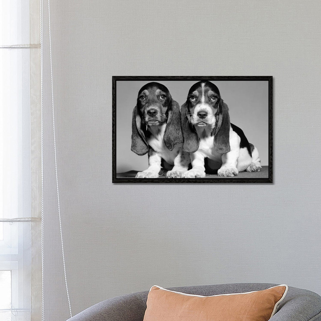 1960s Pair Of Basset Pups Sitting Shoulder-To-Shoulder Looking At Camera by Vintage Images - Gallery-Wrapped Canvas Gicl...