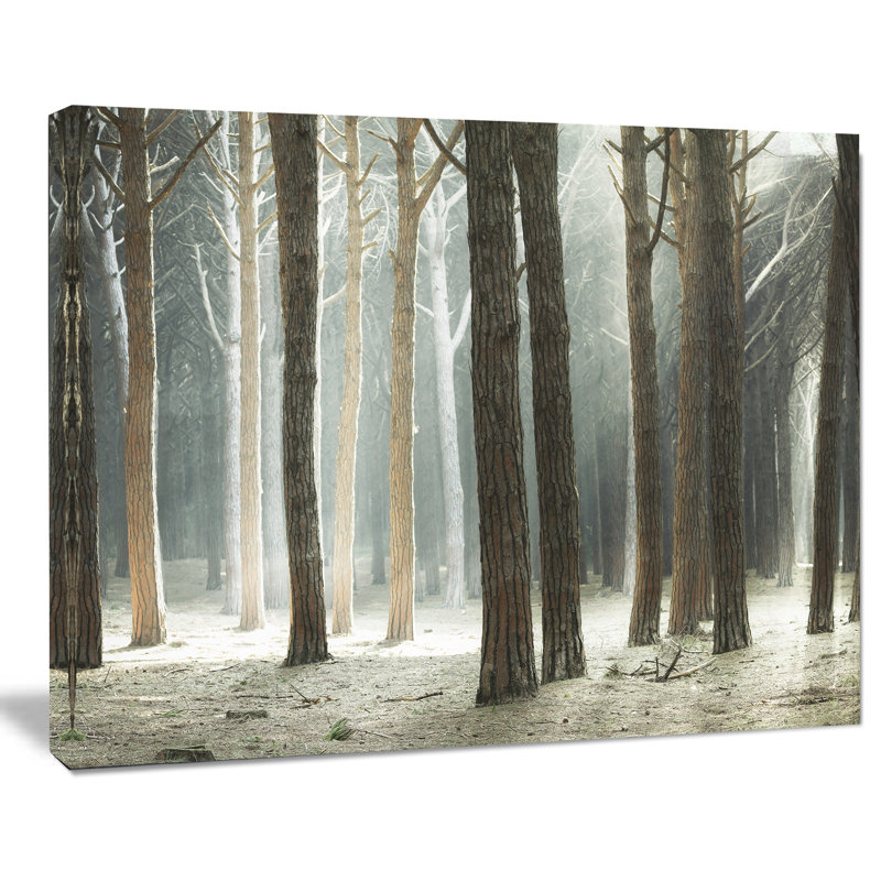 Design Art Maritime Pine Tree Forest with Rays Photographic Print on Wrapped Canvas