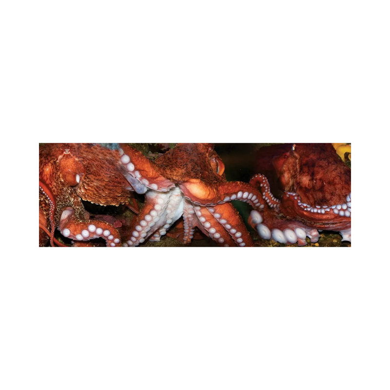 Close-Up Of Octopus by Panoramic Images - Panoramic Gallery-Wrapped Canvas Giclée on Canvas, No Frame