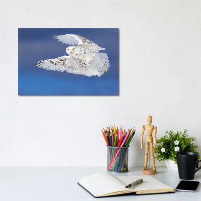 Flight Of The Snowy - Snowy Owl by Jim Cumming - Wrapped Canvas Print