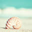 Nautilus, reproduction de photo sur toile tendue-22683769-72698333-72698334