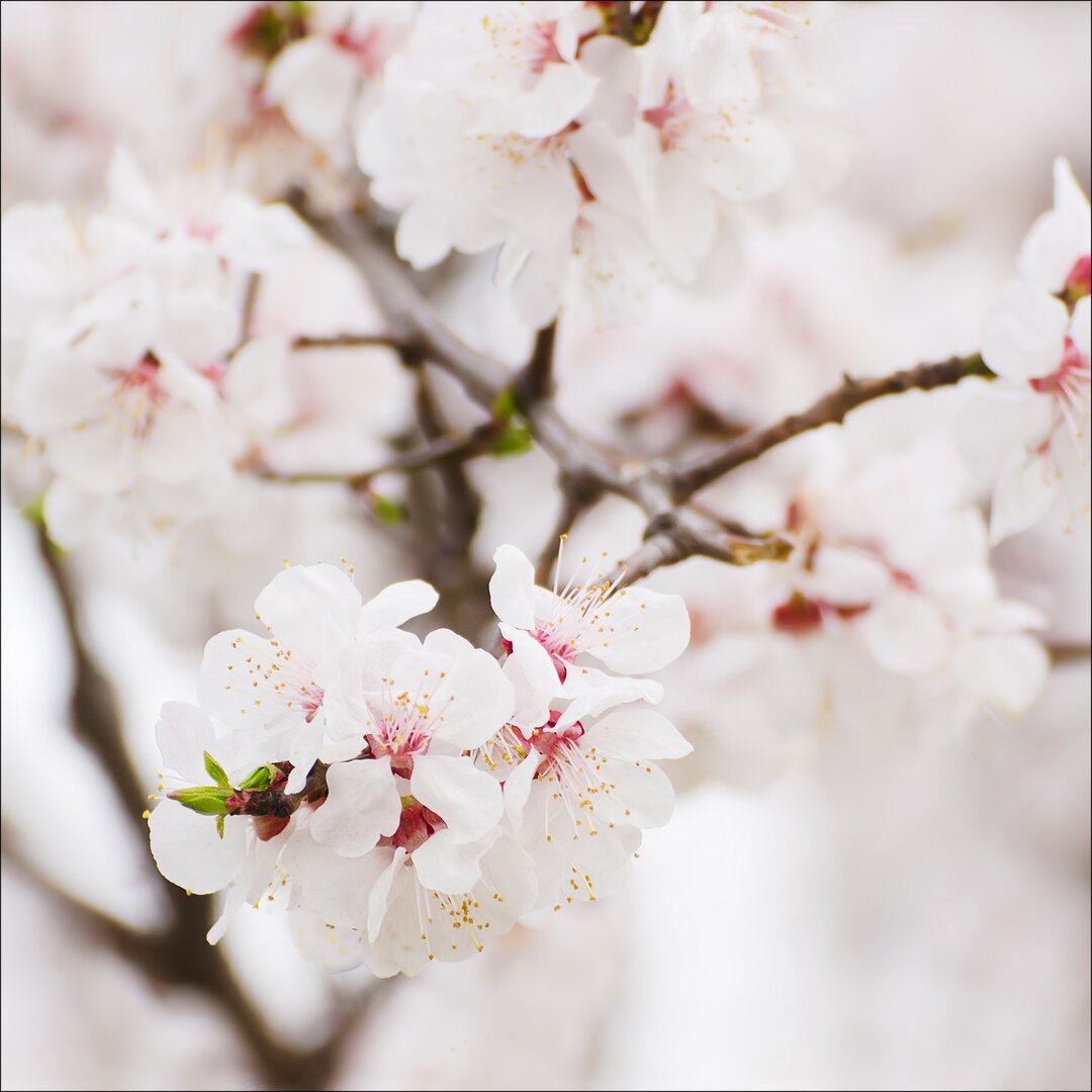 Glasbild White Blossom II, Fotodruck