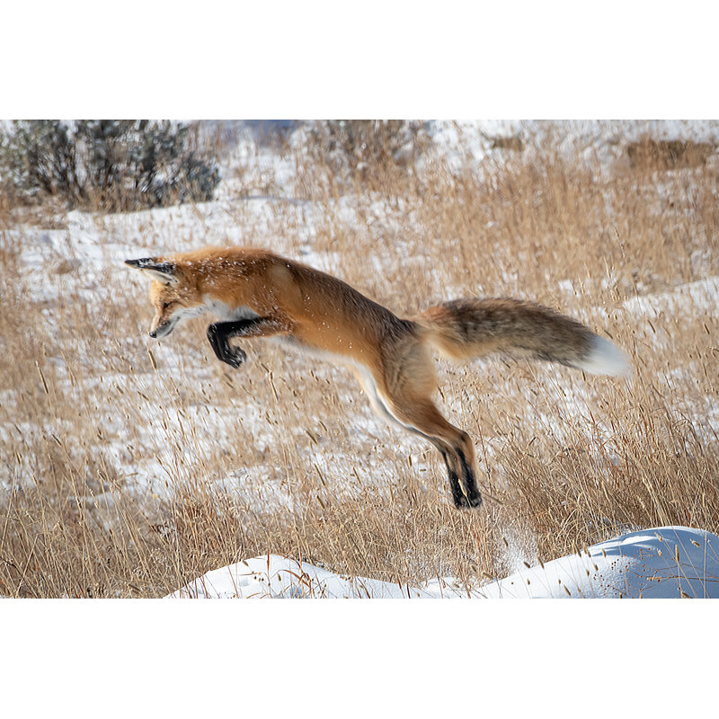 Red Fox In Winter - Wrapped Canvas Print, 51cm H x 76cm W x 3.8cm D