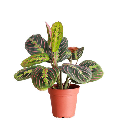 Live Red Prayer Plant