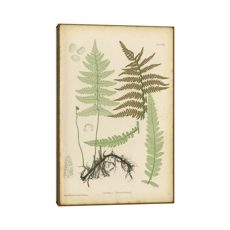Lastrea Thelypteris - Wrapped Canvas Print, 20.32 cm H x 30.48 cm W