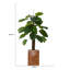 Plante à feuillage Panama