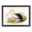 Australian Pelican by Elizabeth Gould - Single Picture Frame Painting-55456830-55456833