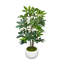 Organic Modern 5' Schefflera In Fiberstone Planter