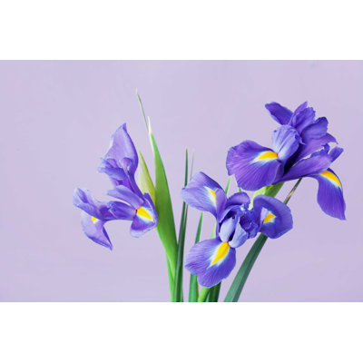 " Spring Iris Flowers "