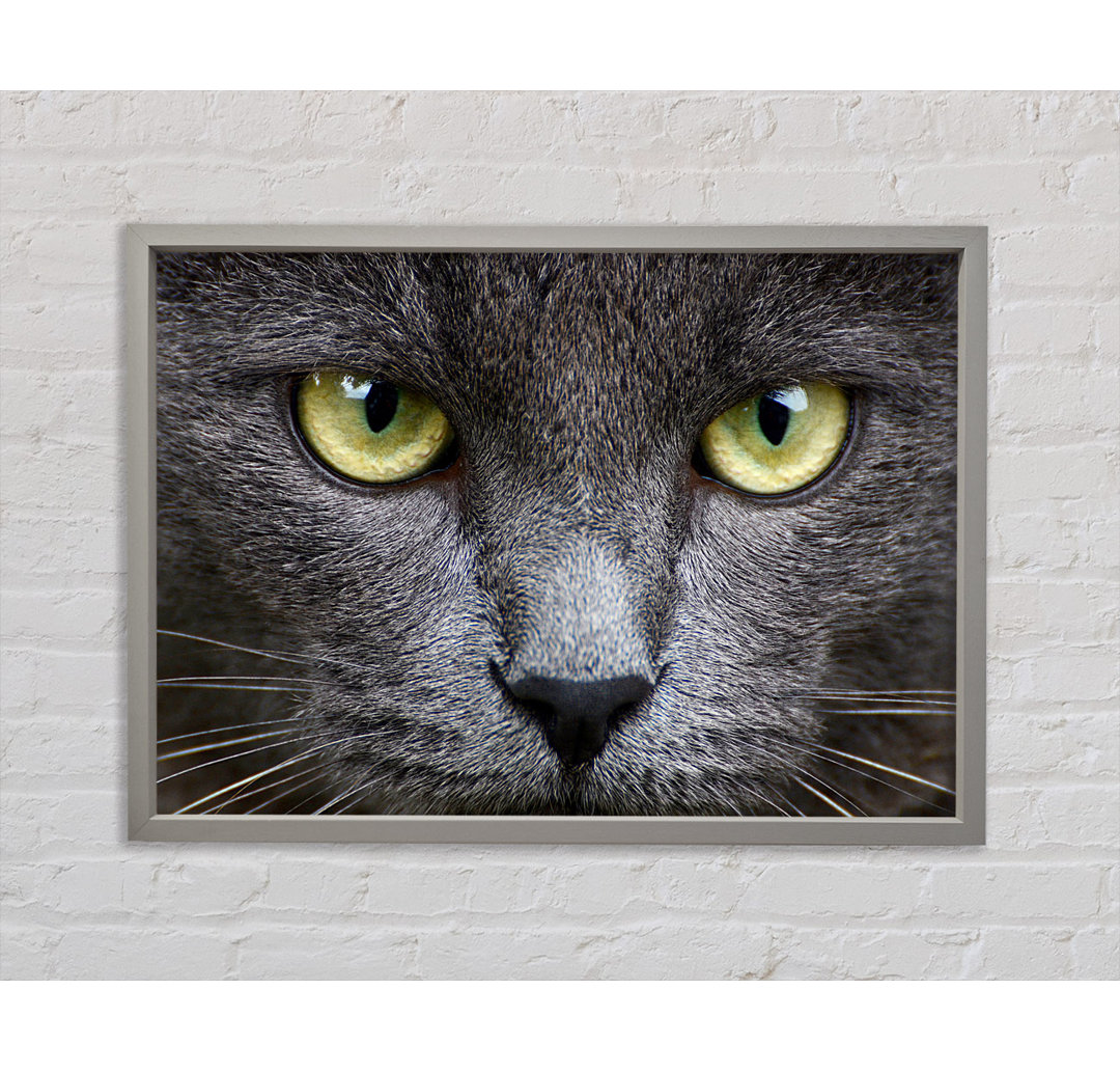 Smokey Grey Cat - Einzelner Bilderrahmen Kunstdrucke auf Leinwand