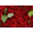 Roses by Liliboas - No Frame Print on Canvas-278193645